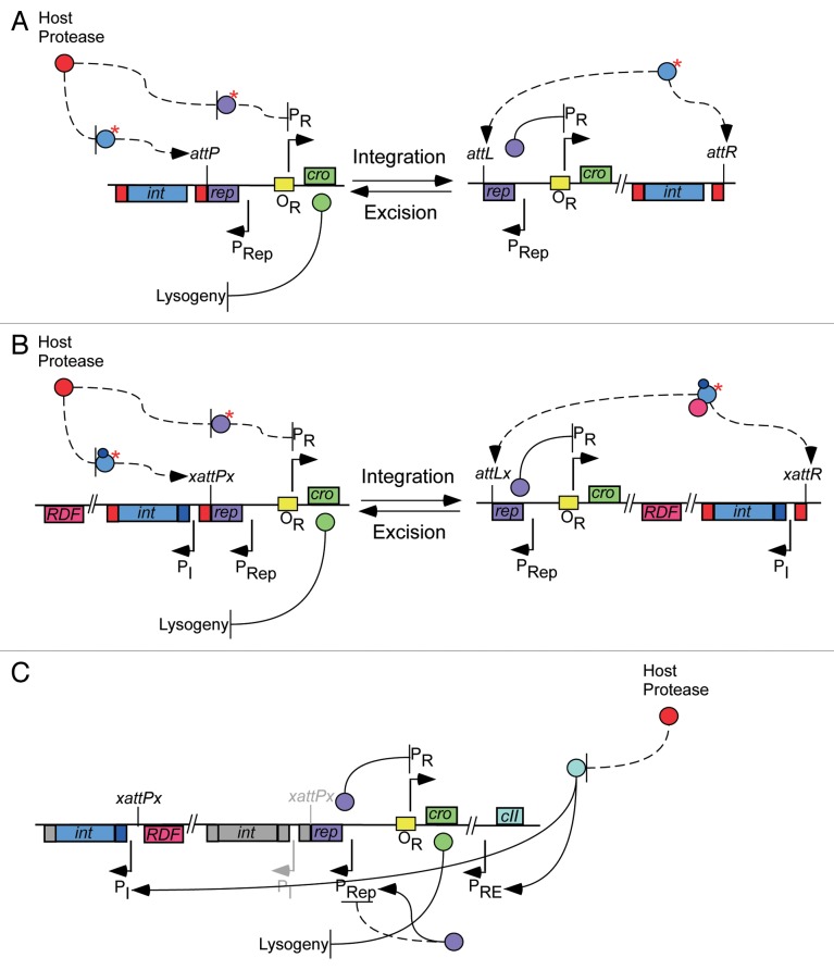 Evolution of genetic switch complexity.