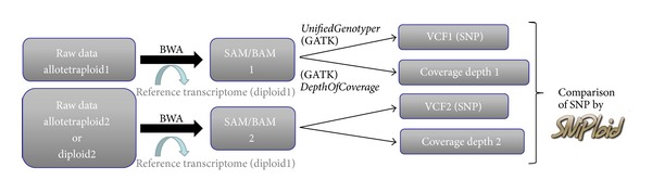 SNiPloid: A Utility to Exploit High-Throughput SNP Data Derived from RNA-Seq in Allopolyploid Species.