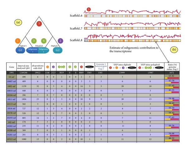 SNiPloid: A Utility to Exploit High-Throughput SNP Data Derived from RNA-Seq in Allopolyploid Species.