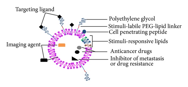 Recent trends in multifunctional liposomal nanocarriers for enhanced tumor targeting.