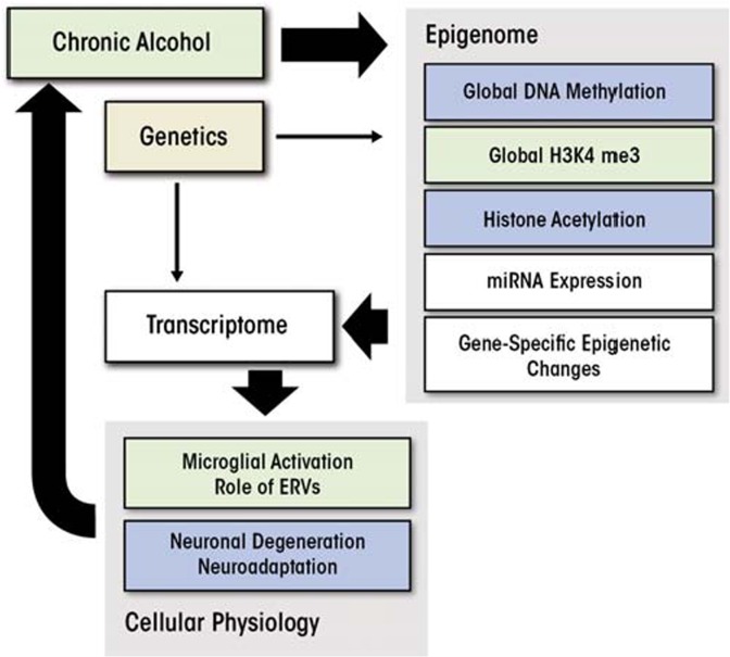 Epigenetic control of gene expression in the alcoholic brain.