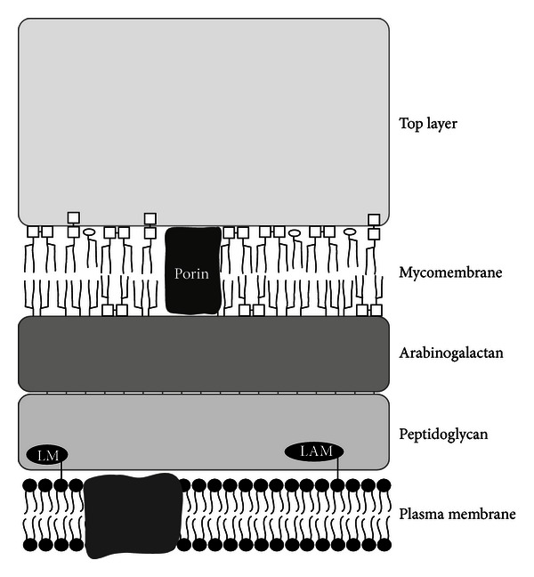 Cell envelope of corynebacteria: structure and influence on pathogenicity.