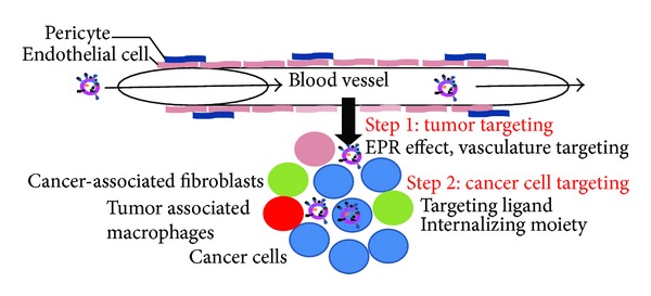 Recent trends in multifunctional liposomal nanocarriers for enhanced tumor targeting.