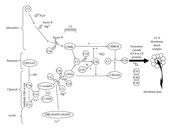 Stealth properties to improve therapeutic efficacy of drug nanocarriers.