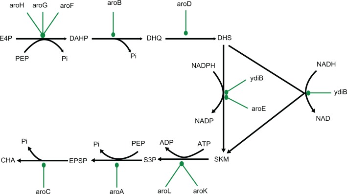 Genetic and chemical knockdown: a complementary strategy for evaluating an anti-infective target.