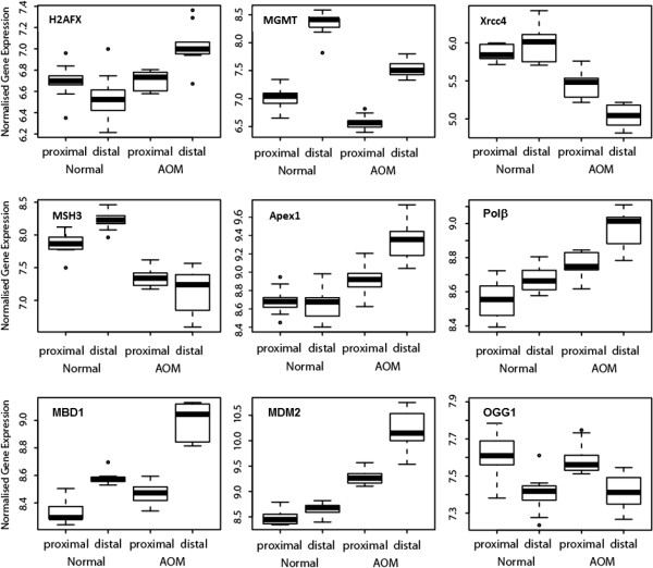 Genomic homeostasis is dysregulated in favour of apoptosis in the colonic epithelium of the azoxymethane treated rat.