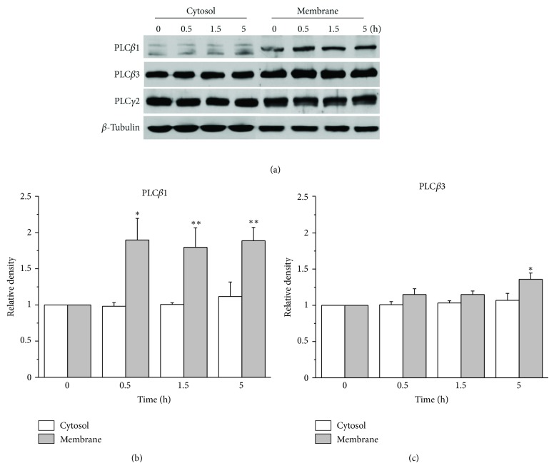 Increasing Membrane Cholesterol Level Increases the Amyloidogenic Peptide by Enhancing the Expression of Phospholipase C.