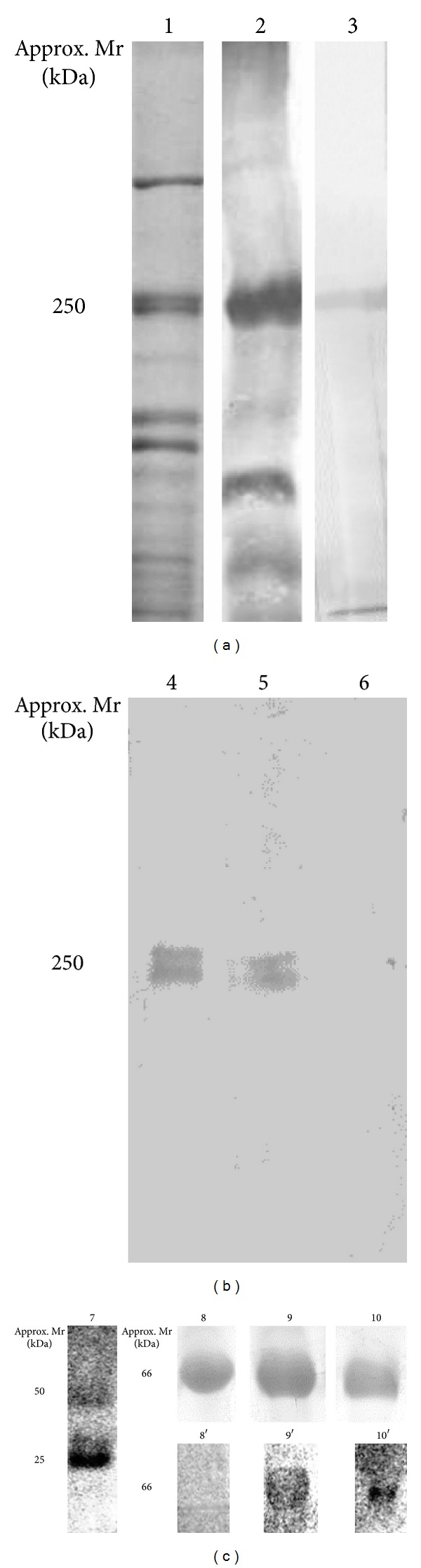 Antigenic Peptides Capable of Inducing Specific Antibodies for Detection of the Major Alterations Found in Type 2B Von Willebrand Disease.