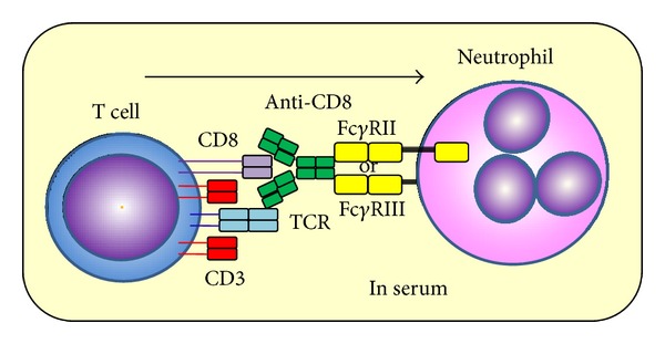 Possible implication of Fc γ receptor-mediated trogocytosis in susceptibility to systemic autoimmune disease.