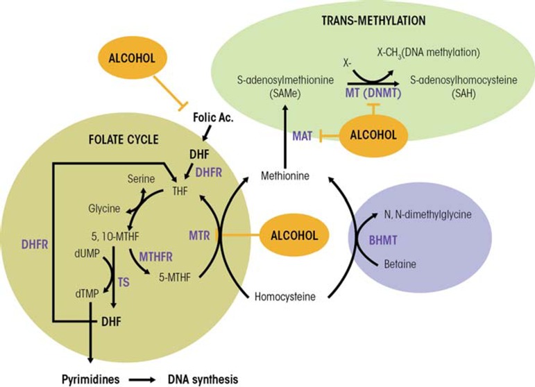 Alcohol, DNA methylation, and cancer.