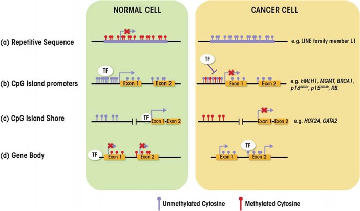 Alcohol, DNA methylation, and cancer.