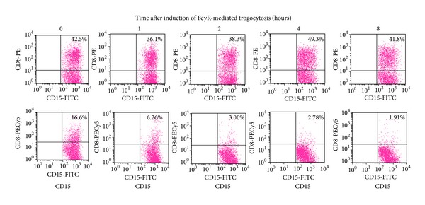 Possible implication of Fc γ receptor-mediated trogocytosis in susceptibility to systemic autoimmune disease.