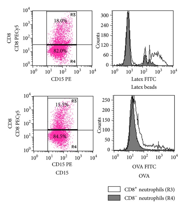 Possible implication of Fc γ receptor-mediated trogocytosis in susceptibility to systemic autoimmune disease.