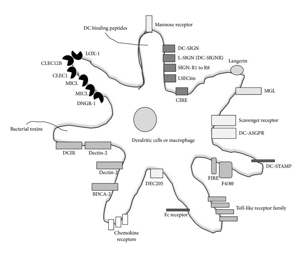 Targeting antigens to dendritic cell receptors for vaccine development.