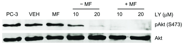 Synergistic lethality of mifepristone and LY294002 in ovarian cancer cells.