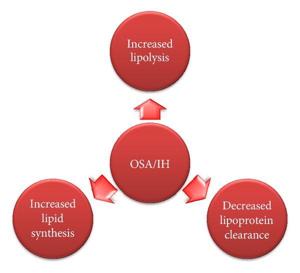 Pathobiology of obstructive sleep apnea-related dyslipidemia: focus on the liver.