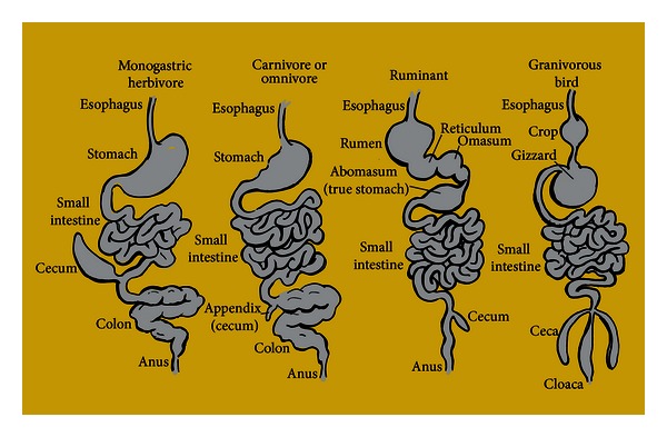 Unified theory of bacterial sialometabolism: how and why bacteria metabolize host sialic acids.