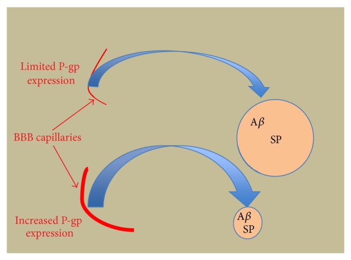 P-Glycoprotein Altered Expression in Alzheimer's Disease: Regional Anatomic Variability.