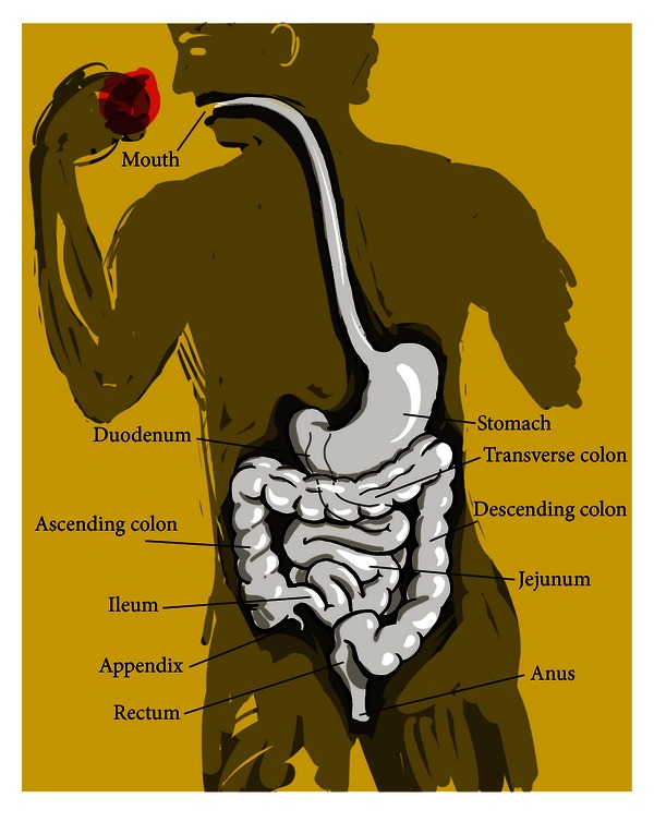 Unified theory of bacterial sialometabolism: how and why bacteria metabolize host sialic acids.