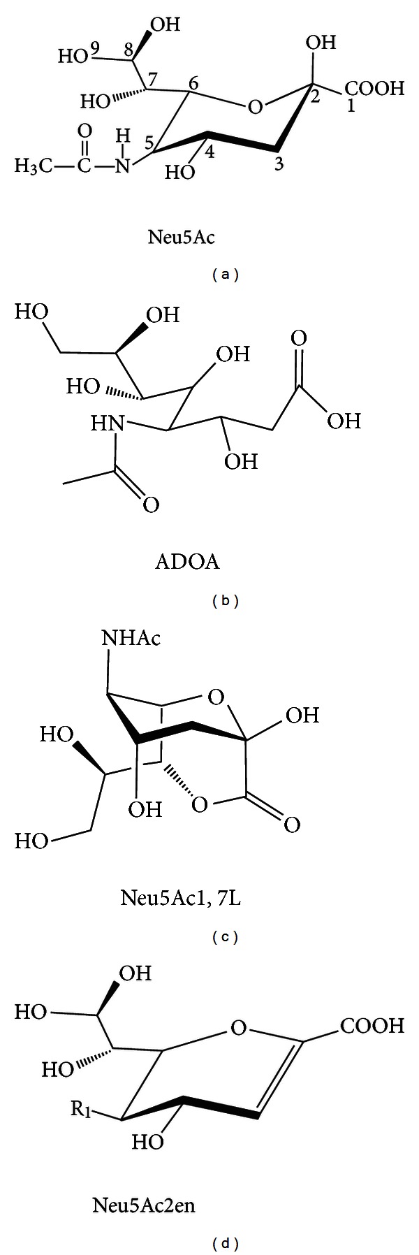 Unified theory of bacterial sialometabolism: how and why bacteria metabolize host sialic acids.