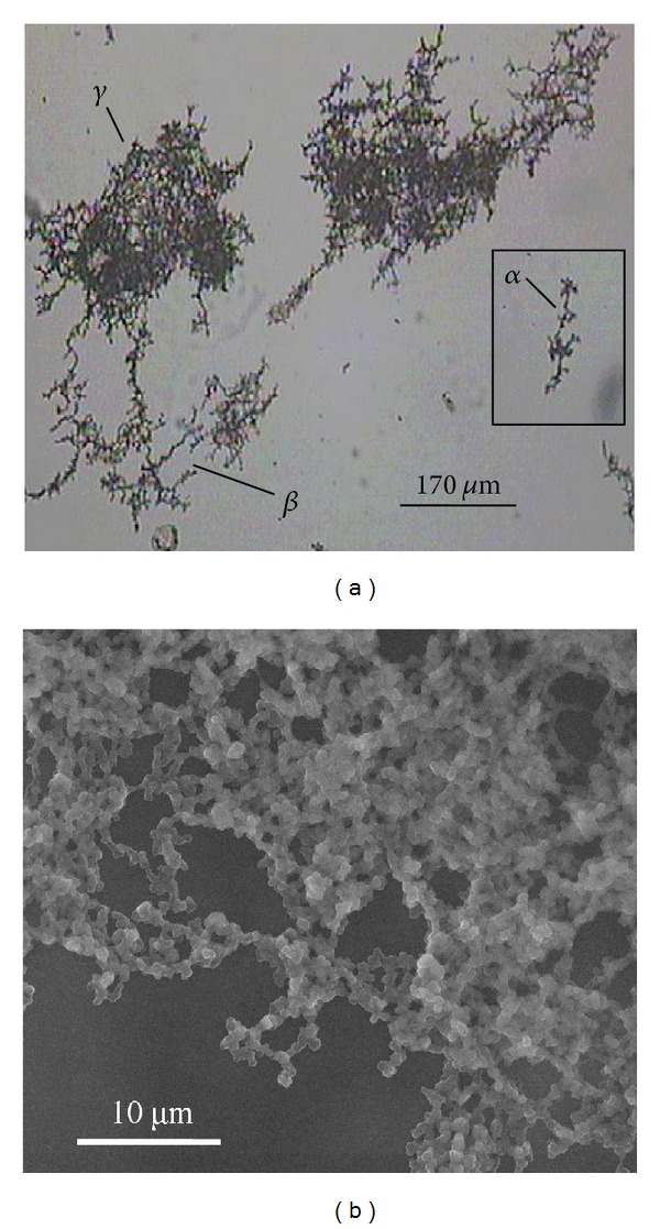 Thermal aggregation of recombinant protective antigen: aggregate morphology and growth rate.