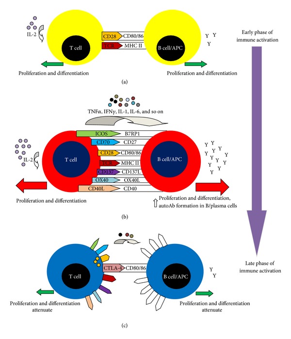 Costimulatory pathways: physiology and potential therapeutic manipulation in systemic lupus erythematosus.