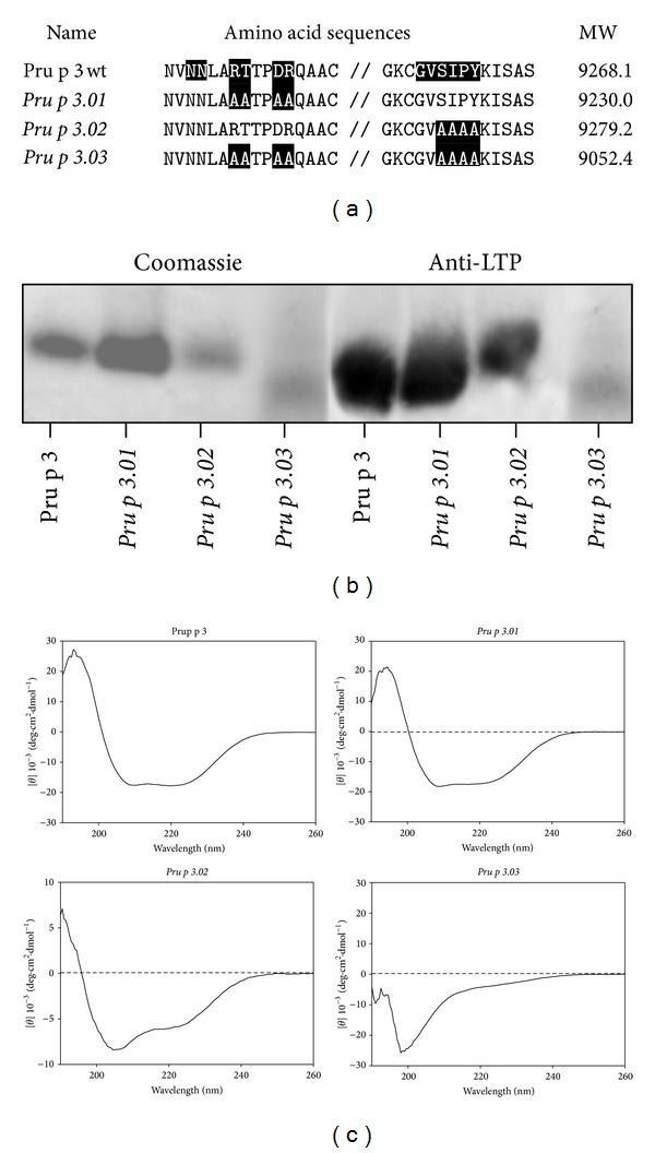 Allergenic characterization of new mutant forms of Pru p 3 as new immunotherapy vaccines.