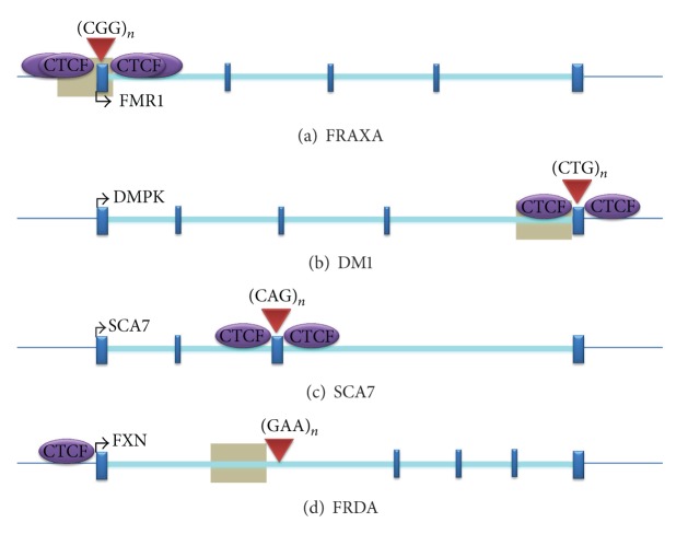 Epigenetics in Friedreich's Ataxia: Challenges and Opportunities for Therapy.