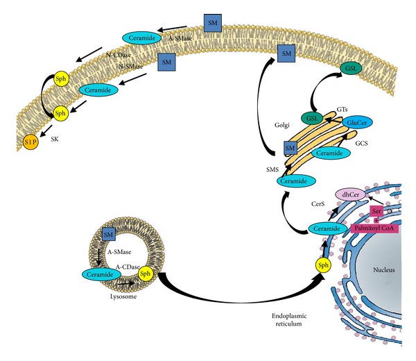 Sphingolipids and brain resident macrophages in neuroinflammation: an emerging aspect of nervous system pathology.