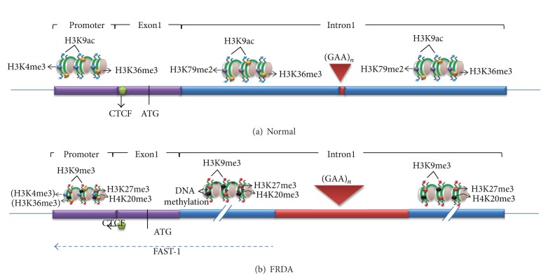 Epigenetics in Friedreich's Ataxia: Challenges and Opportunities for Therapy.