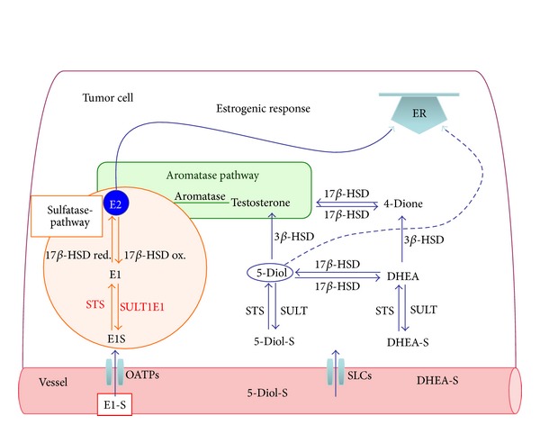 The sulfatase pathway for estrogen formation: targets for the treatment and diagnosis of hormone-associated tumors.