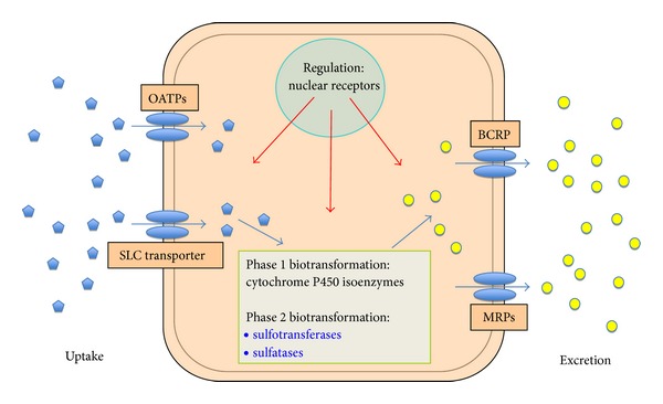 The sulfatase pathway for estrogen formation: targets for the treatment and diagnosis of hormone-associated tumors.