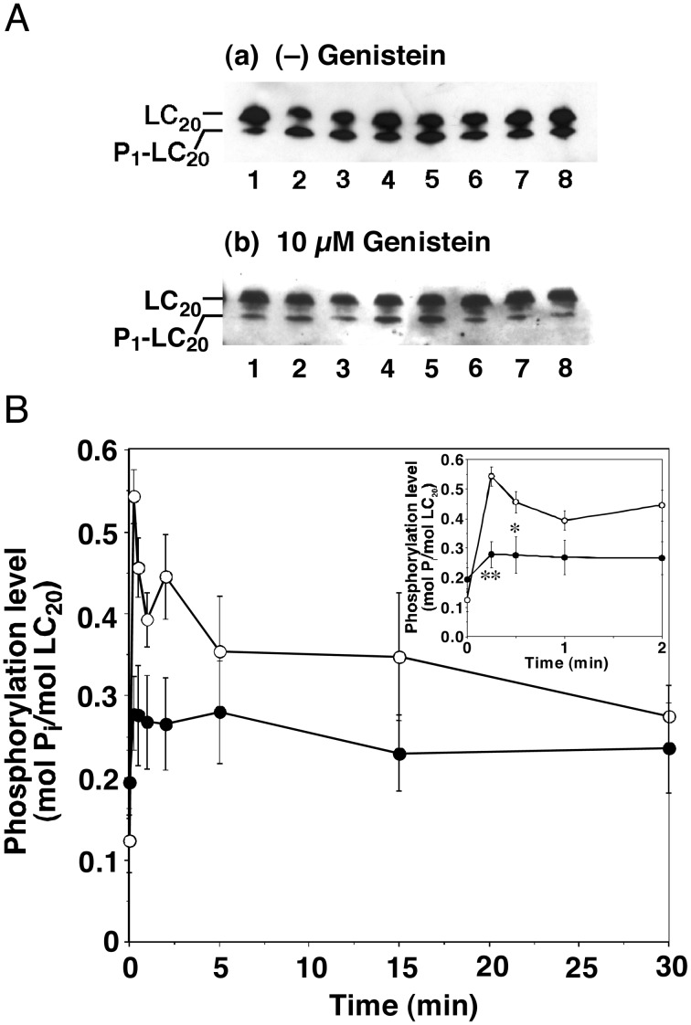 Membrane depolarization-induced RhoA/Rho-associated kinase activation and sustained contraction of rat caudal arterial smooth muscle involves genistein-sensitive tyrosine phosphorylation.