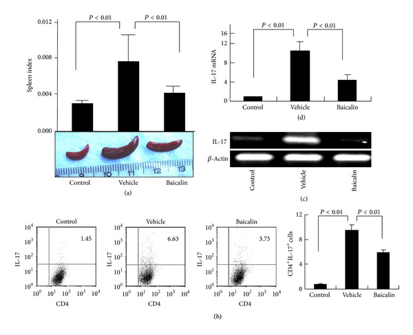 Baicalin inhibits IL-17-mediated joint inflammation in murine adjuvant-induced arthritis.