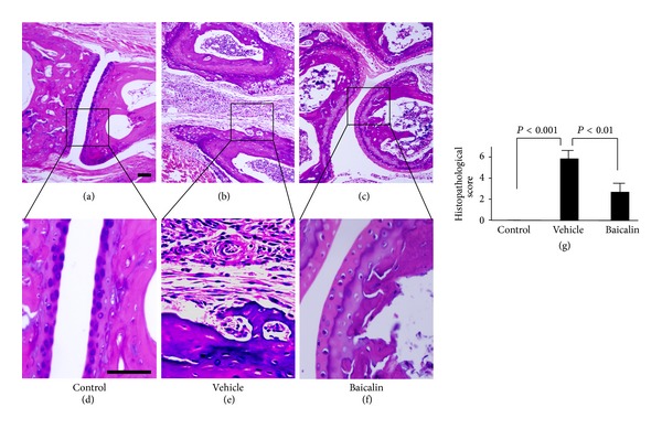 Baicalin inhibits IL-17-mediated joint inflammation in murine adjuvant-induced arthritis.