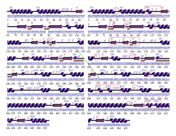 Structural Variations of Human Glucokinase Glu256Lys in MODY2 Condition Using Molecular Dynamics Study.