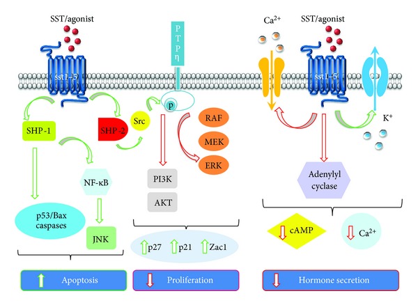 Peptide receptor targeting in cancer: the somatostatin paradigm.