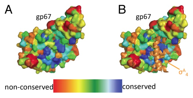 Biochemical insights into the function of phage G1 gp67 in Staphylococcus aureus.