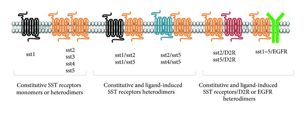 Peptide receptor targeting in cancer: the somatostatin paradigm.