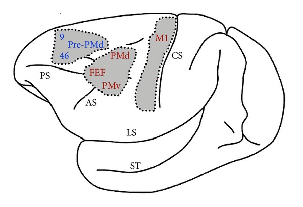 Neuropathology and animal models of autism: genetic and environmental factors.