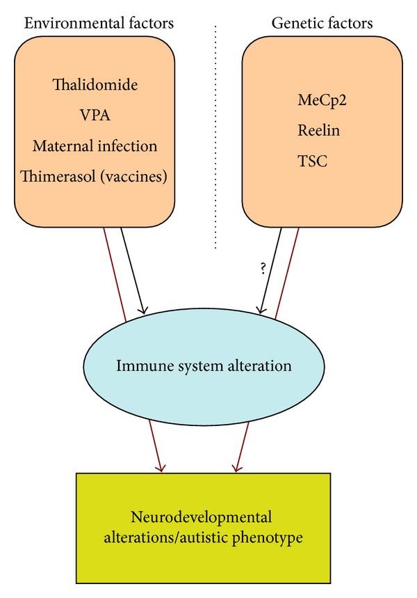 Neuropathology and animal models of autism: genetic and environmental factors.