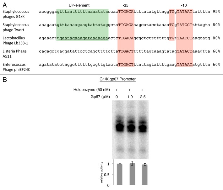 Biochemical insights into the function of phage G1 gp67 in Staphylococcus aureus.