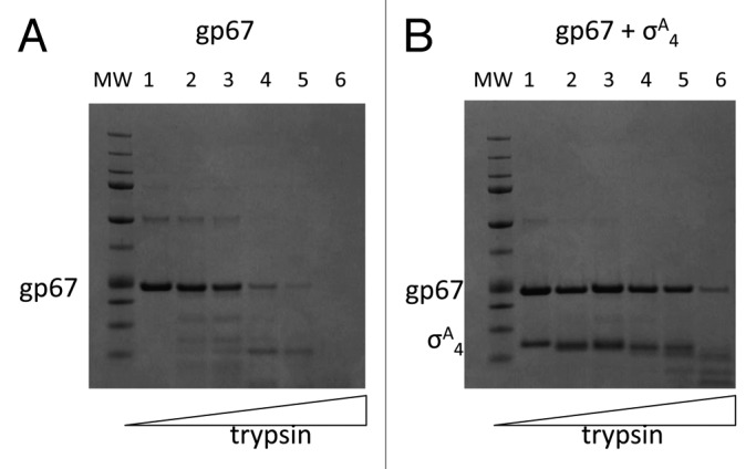 Biochemical insights into the function of phage G1 gp67 in Staphylococcus aureus.