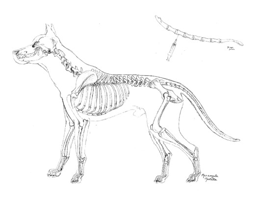 Sternal Aspiration of Bone Marrow in Dogs: A Practical Approach for Canine Leishmaniasis Diagnosis and Monitoring.