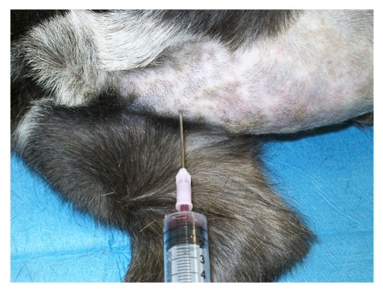 Sternal Aspiration of Bone Marrow in Dogs: A Practical Approach for Canine Leishmaniasis Diagnosis and Monitoring.
