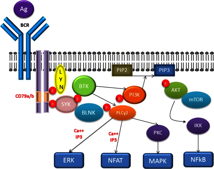 Ibrutinib: an evidence-based review of its potential in the treatment of advanced chronic lymphocytic leukemia.