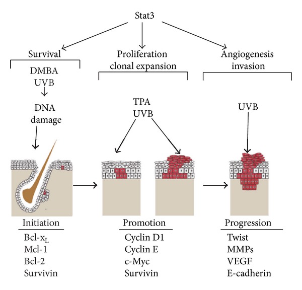 Role of stat3 in skin carcinogenesis: insights gained from relevant mouse models.