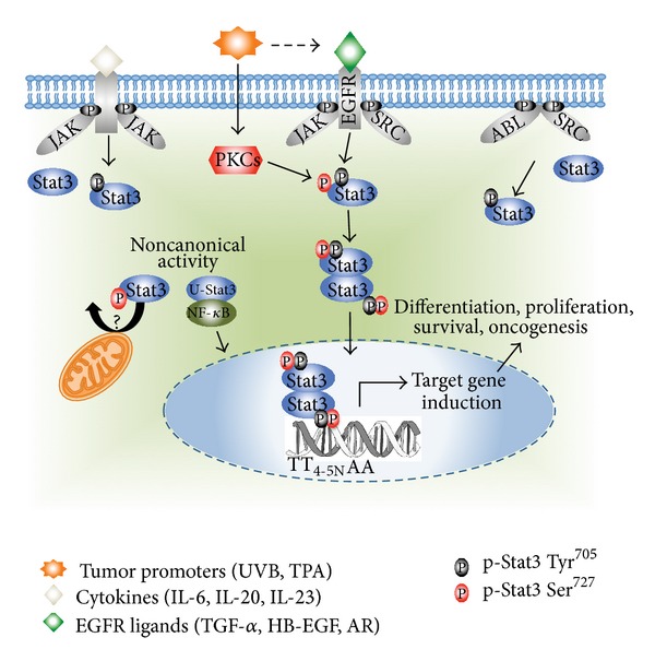 Role of stat3 in skin carcinogenesis: insights gained from relevant mouse models.