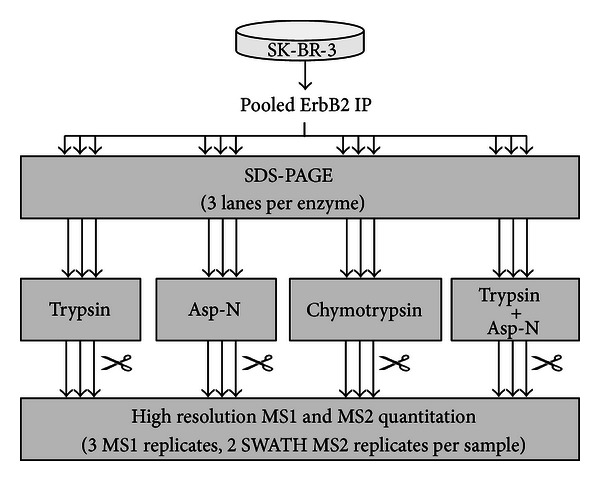 Label-Free Quantitation and Mapping of the ErbB2 Tumor Receptor by Multiple Protease Digestion with Data-Dependent (MS1) and Data-Independent (MS2) Acquisitions.