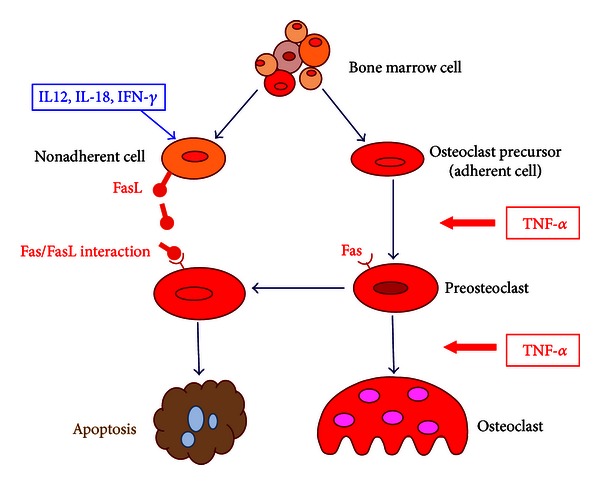 Immunological reaction in TNF-α-mediated osteoclast formation and bone resorption in vitro and in vivo.